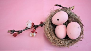 Paskalya kompozisyonu, pembe pastel arka planda yumurtalar. Bir dal çiçek açan sakura.