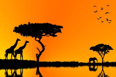 Afrika 'da vahşi yaşam. Safari