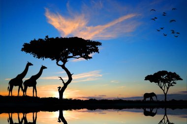 Afrika 'da Safari. Afrika 'da vahşi yaşam.