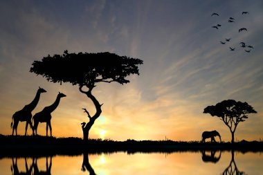 Afrika 'da Safari. Afrika 'da vahşi yaşam.