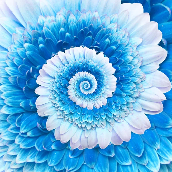 Gerber flower infinity spiral abstract background — Stock Photo, Image