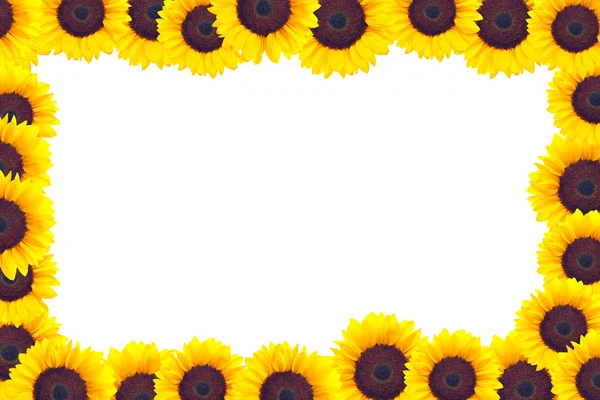 A frame made of sunflower heads — Stock Photo, Image