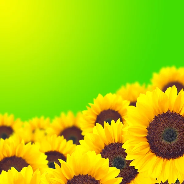 Gele achtergrond zonnebloem. — Stockfoto