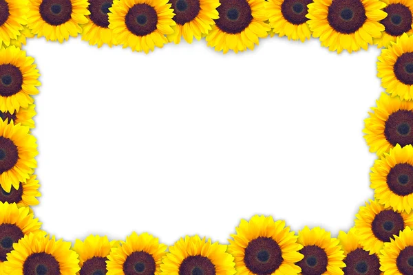 Una cornice fatta di teste di girasole — Foto Stock