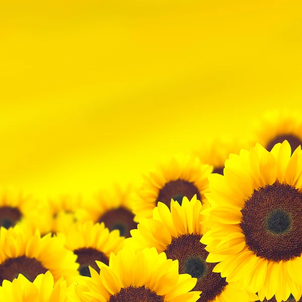 Pozadí žluté slunečnice. — Stock fotografie