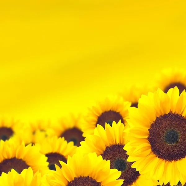 Sunflower background Stock Photo by ©shirophoto 5443846
