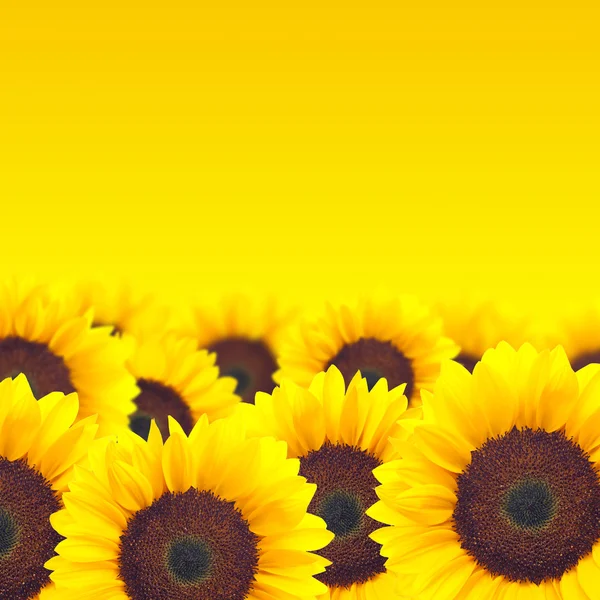 Pozadí žluté slunečnice. — Stock fotografie