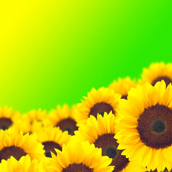 Bakgrunden gul solrosor. — Stockfoto