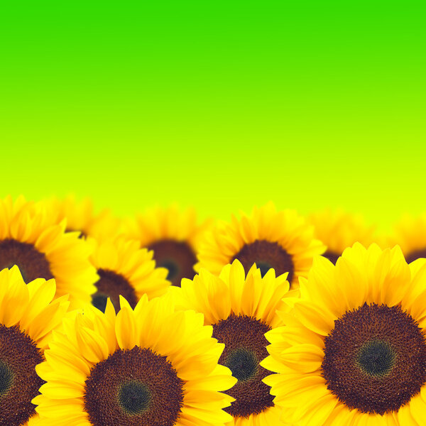 background yellow sunflower.