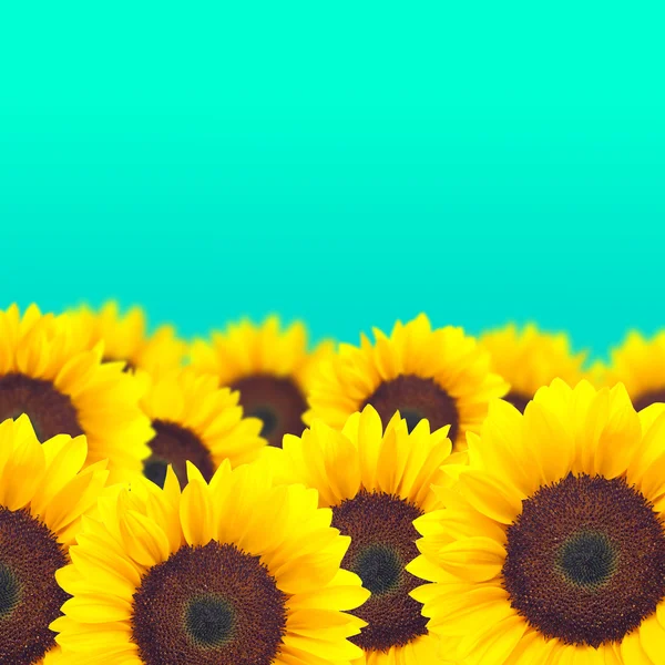 Gele achtergrond zonnebloem. — Stockfoto