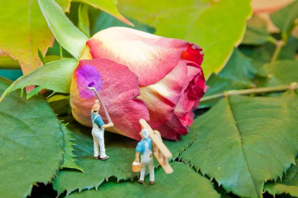 Pienet ihmiset maalaavat ruusun toiseen väriin. Joukkueen käsite — kuvapankkivalokuva