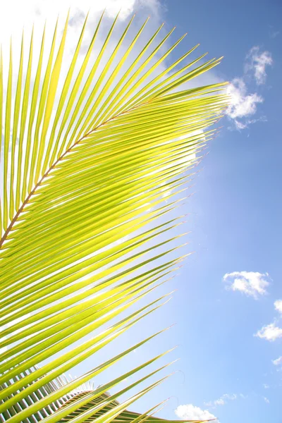 Sunlight shining though a palm tree leave against a blue sky