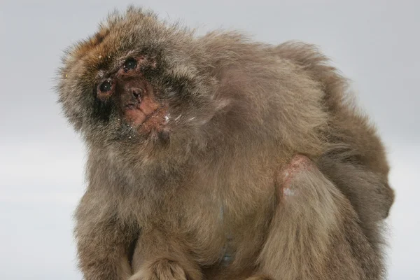 Barbary ape stands sideways with a quizzical expression, Gibraltar, UK — Stock Photo, Image