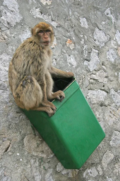 Barbary ape sits in a rubbish bin, Gibraltar, UK — Stock Photo, Image