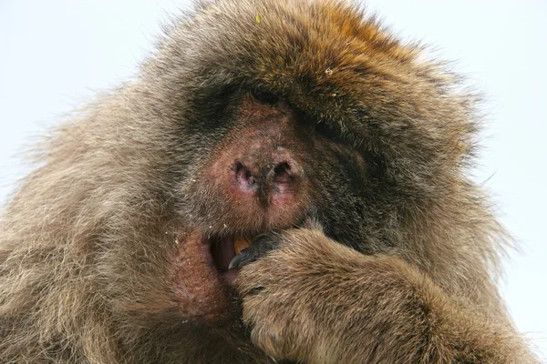 Barbary Maymun yeme, Cebelitarık, İngiltere — Stok fotoğraf