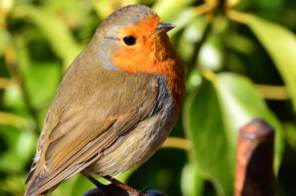 İstirahat İngilizce Robin