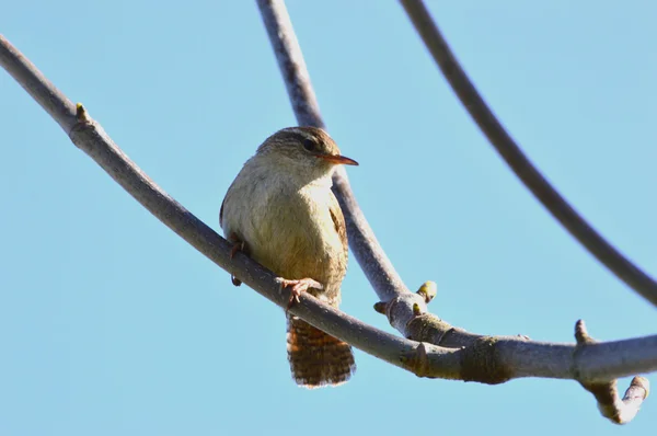 Wren - Jenny Wren - trogloditi trogloditi Foto Stock Royalty Free