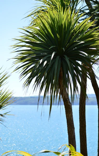 Torbay Palm bij Goodrington — Stockfoto