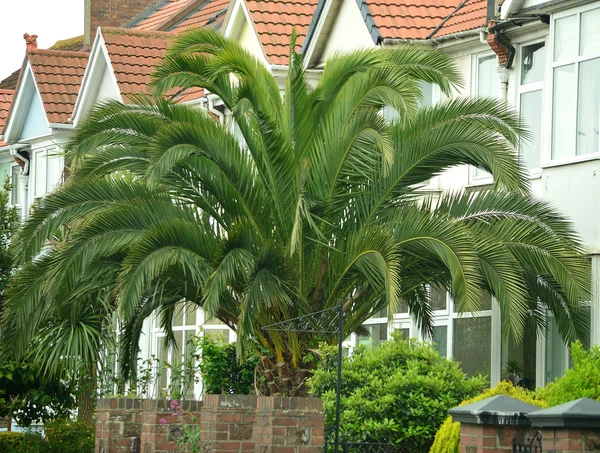 Palmiye ağacı dev — Stok fotoğraf