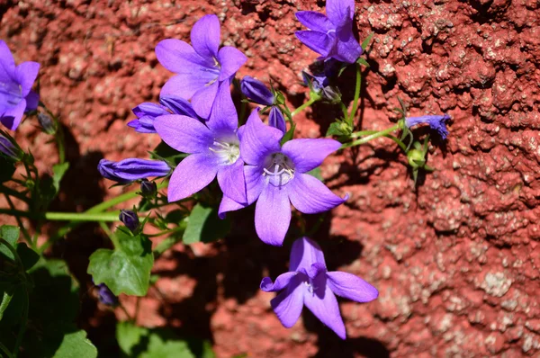 Purple Clematis against blue sky — Stock Photo, Image