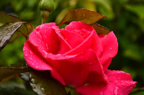 Yılan ahşap Honesuckle kök