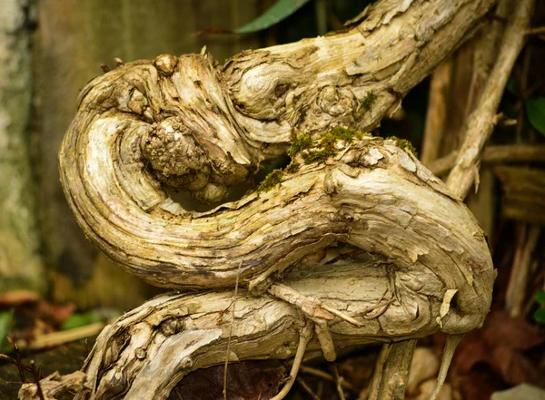 Yılan ahşap Honesuckle kök