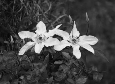 Pembe akasma, Çiçek Bitki kafesi üzerinde bir çift