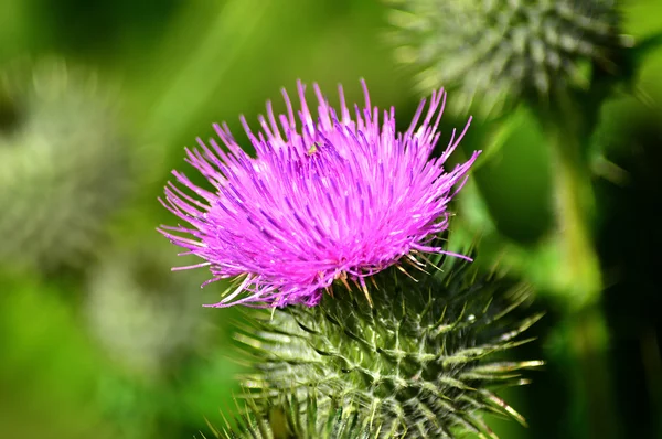 Cardo cabeza de flor — Foto de Stock