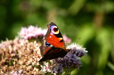 Tavus kuşu kelebek, Nymphalis g/ç (Inachis) Avrupa, Beesands, Güney