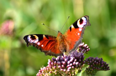 Tavus kuşu kelebek, Nymphalis g/ç (Inachis) Avrupa, Beesands, Güney