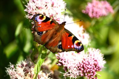 Tavus kuşu kelebek, Nymphalis IO, (Inachis) Avrupa, Beesands, Güney 