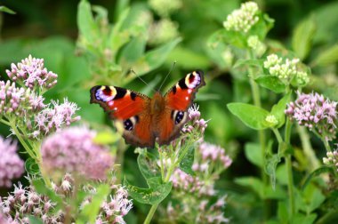 Tavus kuşu kelebek, Nymphalis g/ç (Inachis) Avrupa, Beesands, Güney D
