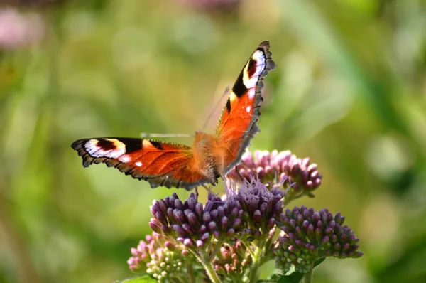 Papillon paon - Aglais io (Inachis) Européen, Abeilles, Truite — Photo