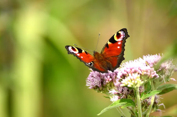 Kelebek - Nymphalis g/ç (Inachis) peacock Avrupa, Beesands, Sout