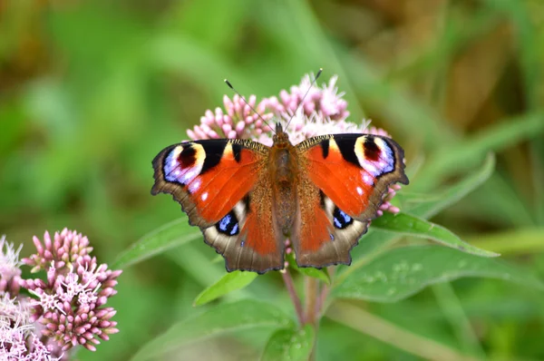Tavus kuşu kelebek, Nymphalis g/ç (Inachis) Avrupa, Beesands, Güney D