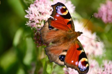 Tavus kuşu kelebek, Nymphalis g/ç (Inachis) Avrupa, Beesands, Güney