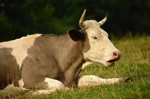 Boynuzlu sığır, Hinterland doğurmak?