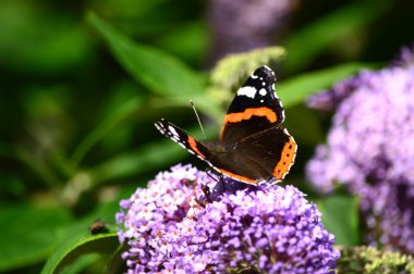 Kelebek kırmızısı Amiral Vanessa Atalanta