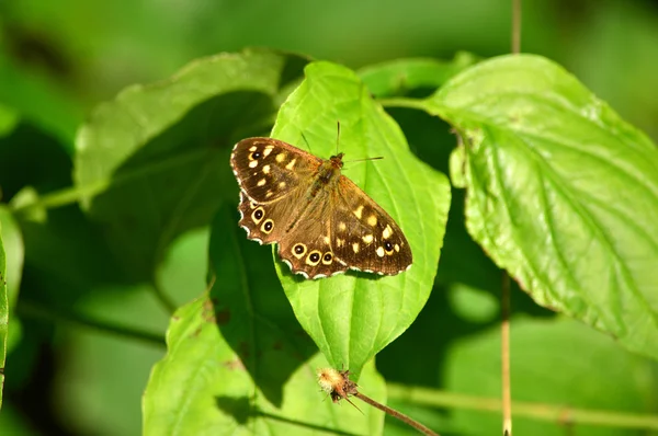 蝴蝶有斑点木材-Pararge Aegeria — 图库照片