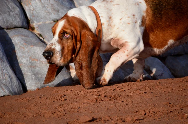 Basset hound na plaży — Zdjęcie stockowe