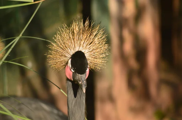 Gru incoronata nera — Foto Stock