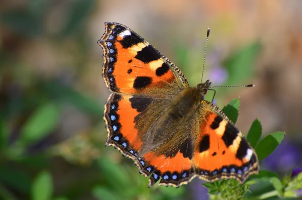 Small Tortoiseshell butterfly Stock Image