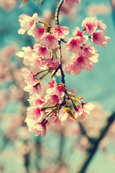 Frühjahrsblühende Kirsche — Stockfoto