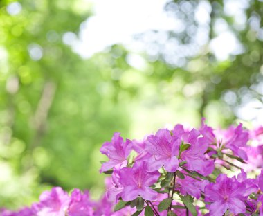 Çiçek açan orman gülleri closeup