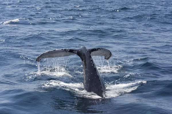 Ballena saltando en el mar — Foto de Stock