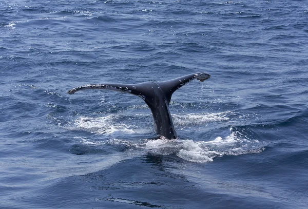 Whale hoppa i havet — Stockfoto