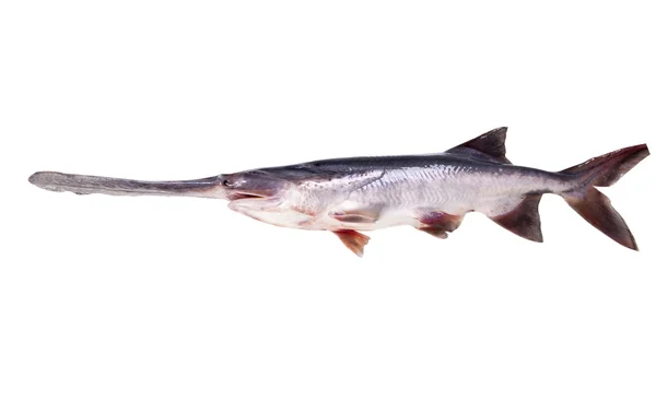 Freshwater fish on a white background — Stock Photo, Image