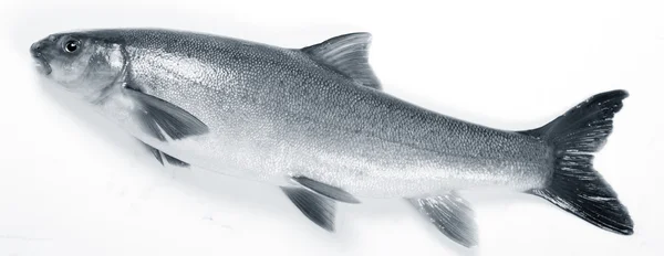 白い背景の上の淡水魚 — ストック写真