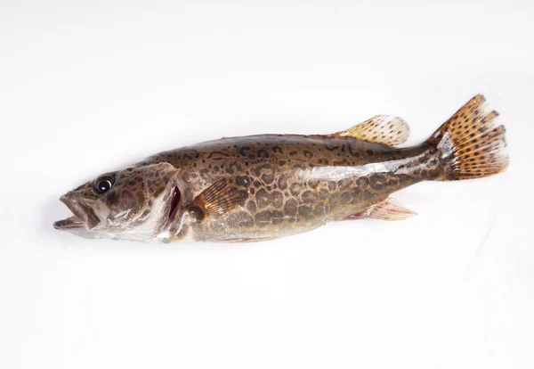 Freshwater fisk på en vit bakgrund — Stockfoto