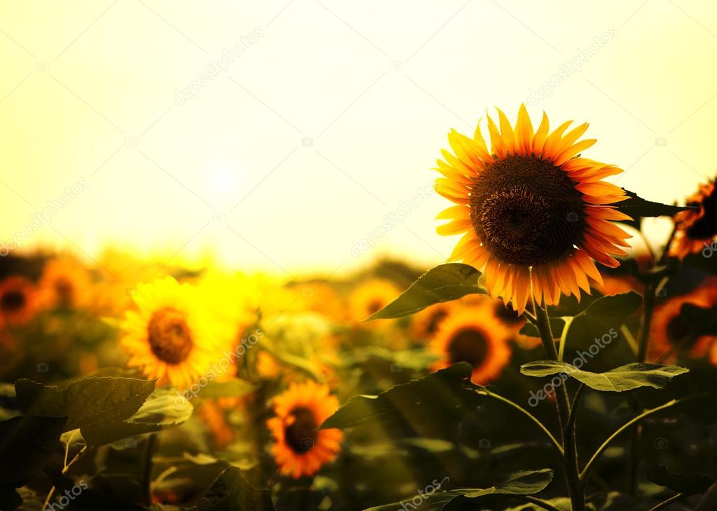 Sunflower close-up under the sun